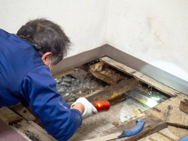 Best Attic Mold Removal  in Dewitt, AR