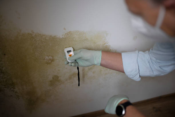 Best Black Mold Removal  in Dewitt, AR