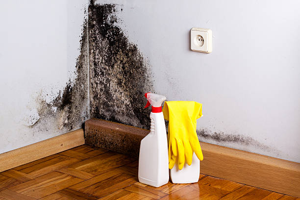 Mold Removal Process in Dewitt, AR